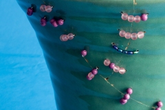 Doug's California Ware